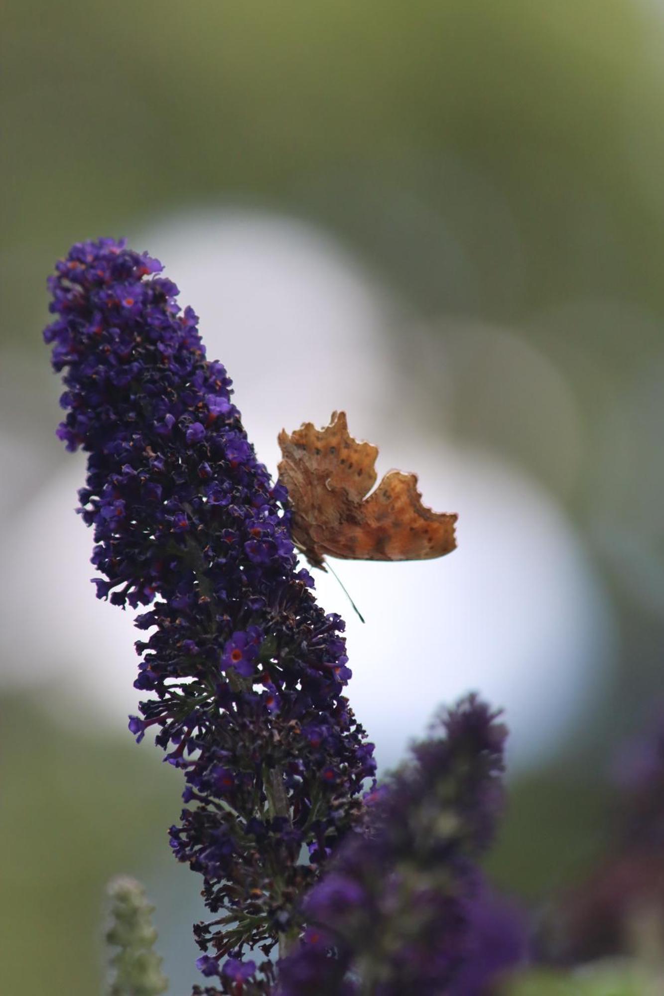 La Petite Berais Bed & Breakfast Missillac Dış mekan fotoğraf